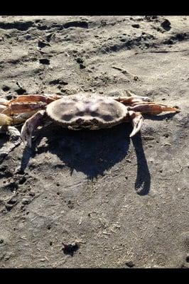 Lots of these (dead) crabs all over the beach