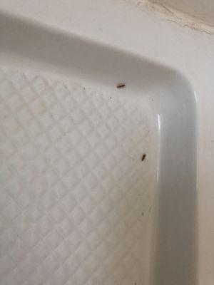 there were bugs in both rooms! Charged a damage fee because my children stained a sheet because they couldn't eat on the floor with the ants