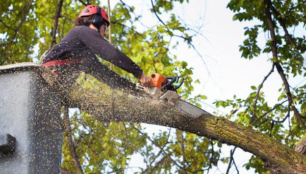 Emerald City Tree Service