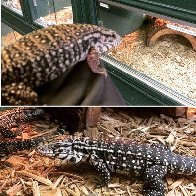 The red tegu perched on my arm and the black and white tegu in it's enclosure. I want the red!!