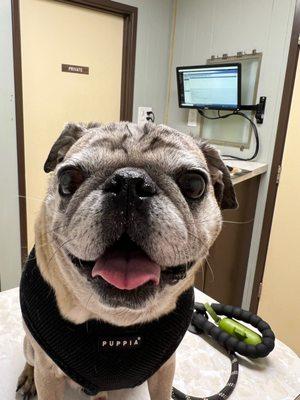 Happy pug at the vet!