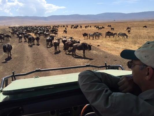 'Traffic jam' Serengeti style