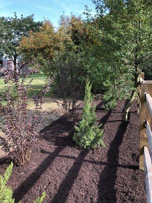 Mulch bed with shrubs installed