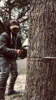 Felling cut on a large pine