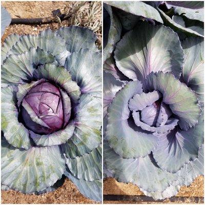 Cabbage both in serrano soil, planted in the fall! The "big" head is the size of a softball at best as of end of May.