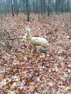 It's always jackalope season at Westwind Metropark.