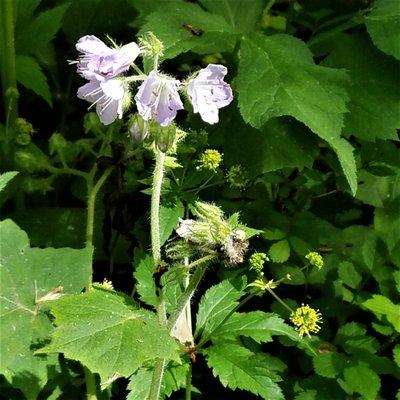 wild flowers