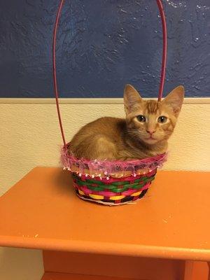 Sweet ginger kitty in a basket :))