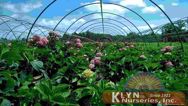 Klyn Nurseries