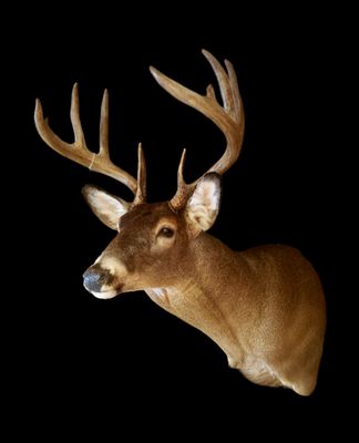 Trophy Tines Taxidermy