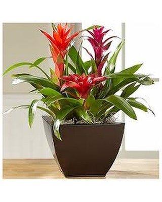 Bromeliad Plant