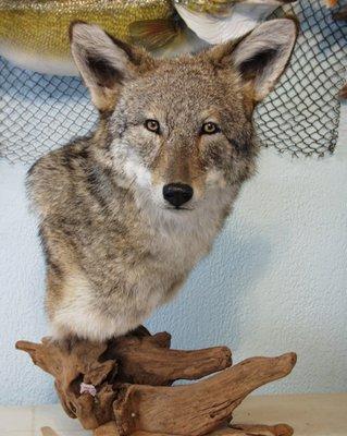 Coyote Pedestal Mount