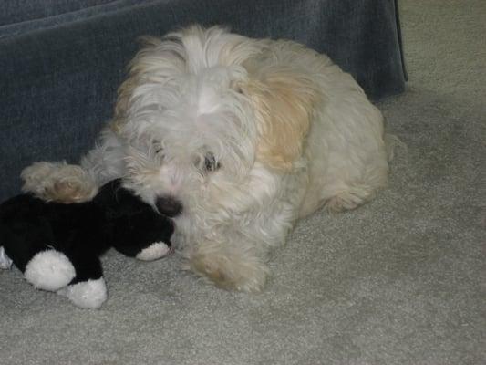 Teddy loves  his stuffed kitty cat