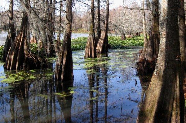 Cypress Knees