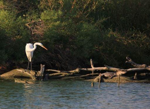 Great White Egret with a small alligator, by mud lake and Armand Bayou Nature Center, with Pinky's Kayak Rentals at the helm.