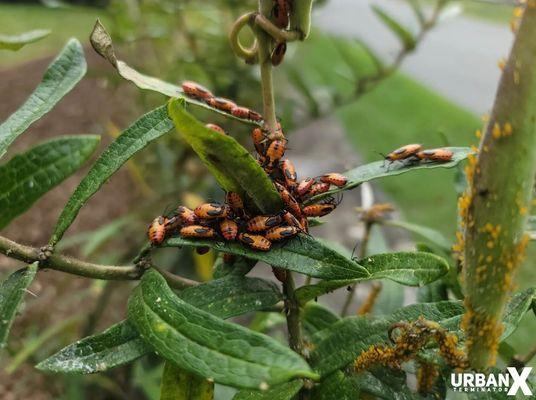 Milkweed Bugs in rockland