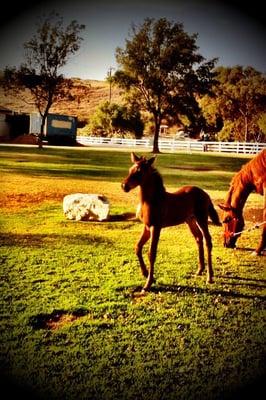 Heavenly Acres Ranch