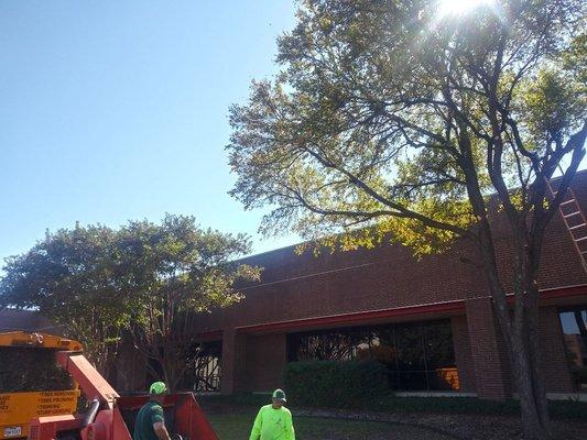 Fort Worth Tree Removal Services