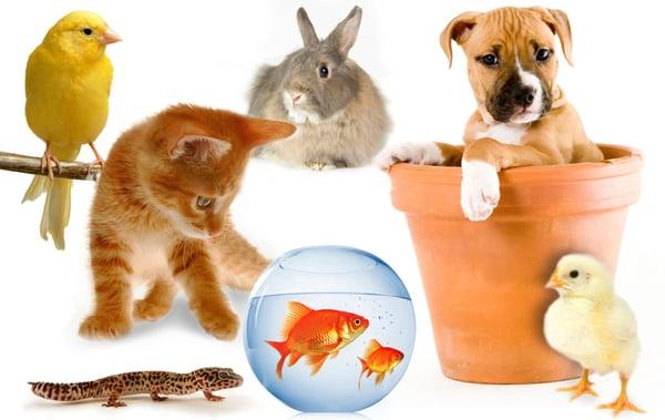 Pet-topia Pet Care Services