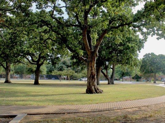 Lots of mature trees, shade, and miles of jogging trails