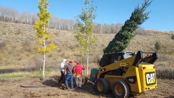 Planting Large trees