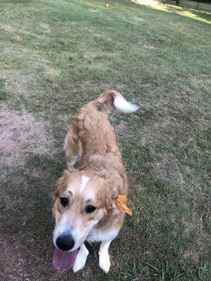 My sweet Harley loving the dog park