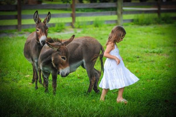 Sometimes you just need a donkey to make the photo perfect!