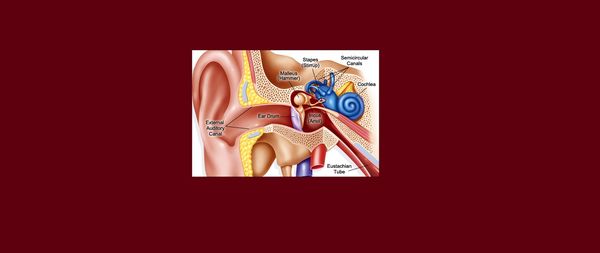 Anatomy of the Ear