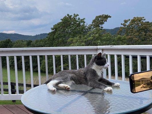 Carriage House porch with barn cat Red