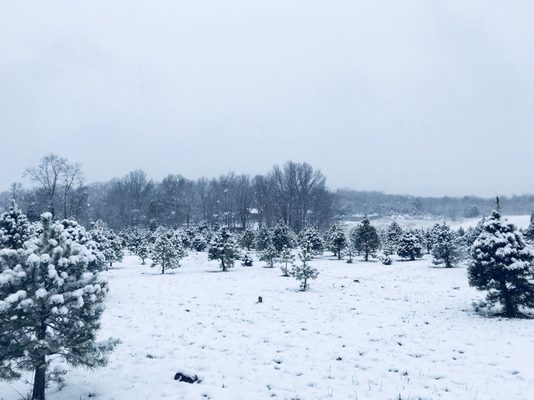 Country Loving Christmas Tree Farm