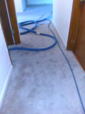 Carpet Sparkle Carpet Cleaning