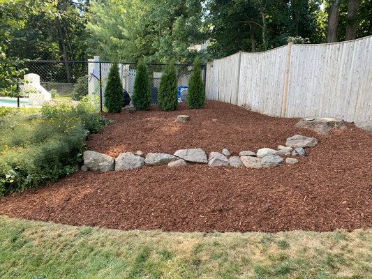 Arborvitae planting and mulch bed install