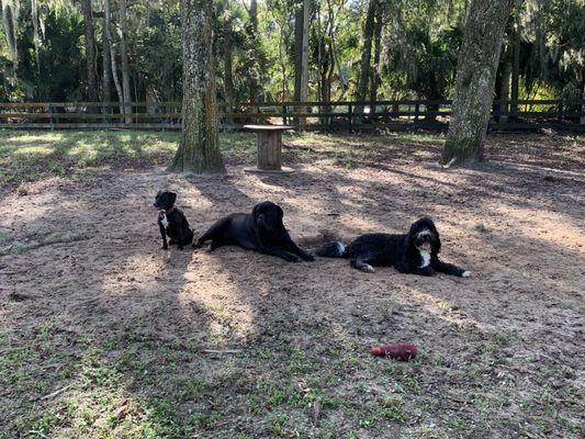 Chilling in one of the Beach Bark daycare areas on their 2 acre property!