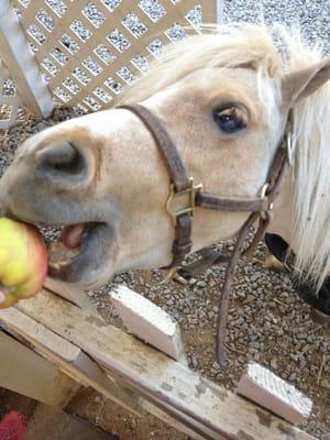 Buttercup, the famous mini horse!