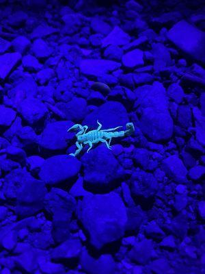 Fun fact: scorpions fluoresce under a black light.  This beauty was on the trail near the Visitor Center!