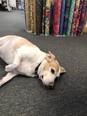 Every quilt store needs a dog.