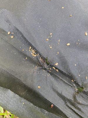 This is the underside of a box spring.  It was infested with bedbugs!!!