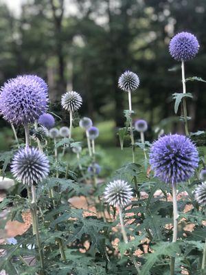 Yes, we grow our own flowers!