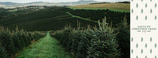 Tree Farm