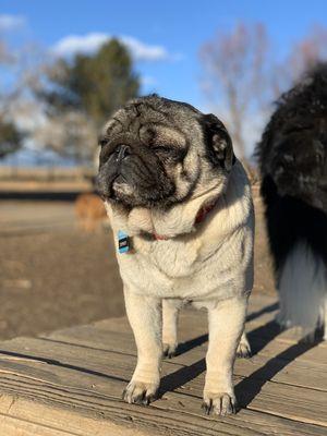 Topper soaking up the rays.