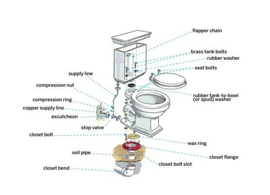 Toilet anatomy