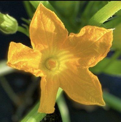 Squash blossoms