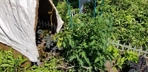 Tree branches and trimming dropped on vegetables by Kato landscaping