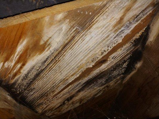 Mold on wood from pipe leak (before)