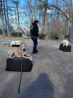 Rosco’s Doghouse Mobile Training