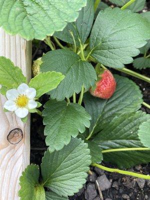 strawberries planted this season are now setting fruit