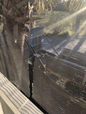 Tear in screen of screened in porch