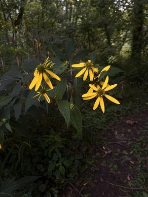 Large area near the water that has a ton of these