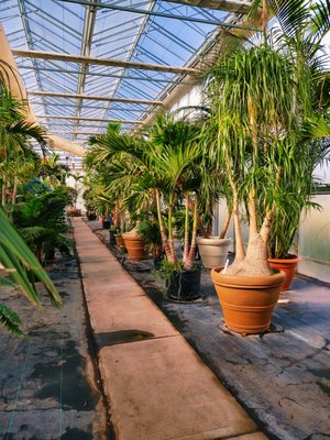 The "hot" house stores a wide collection of palm trees and other tropical plants that need year round heat and humidity to thive.