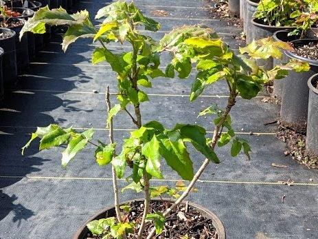 Tall Oregon Grape